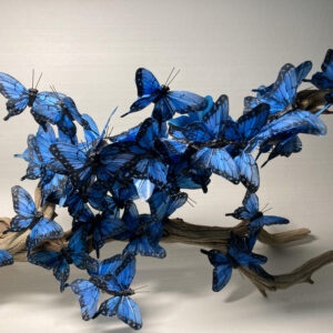 Monarchs Alight in Blue