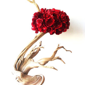 Tree Rose, Rouge